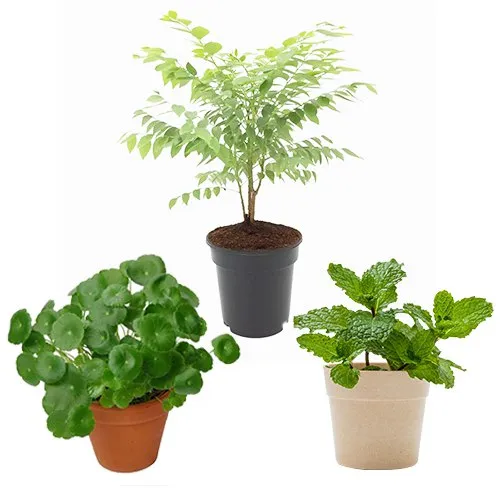 Plant Lovers Duo with Personalized Planters: Gift/Send Home and Living Gifts  Online JVS1202953 |IGP.com