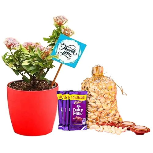 Top Plant Gifts for Delivery in Sydney – Cheeky Plant Co.