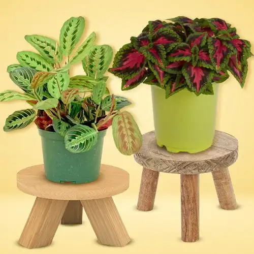 Plants As Corporate Gifts / Buy Corporate Gifts Online On Urban Plants