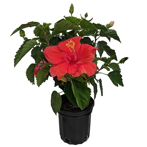 House Plant Bundles | Christchurch | Moffatts Flowers – Moffatt's Flower  Company - Christchurch Florist & Plant Shop